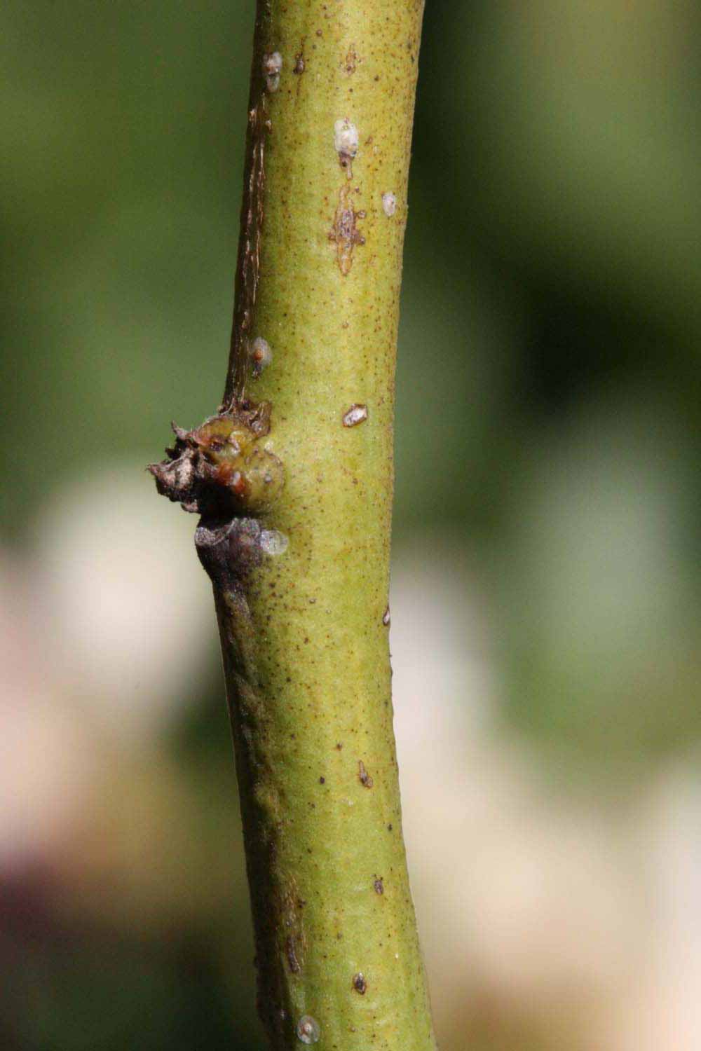            First year twig (Riverside, CA)   